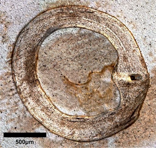 Gambelia wislizenii
