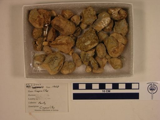Vertebrata