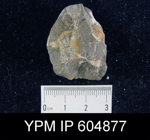Linoproductus?