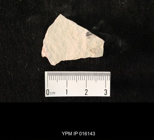 undet. Hexapoda