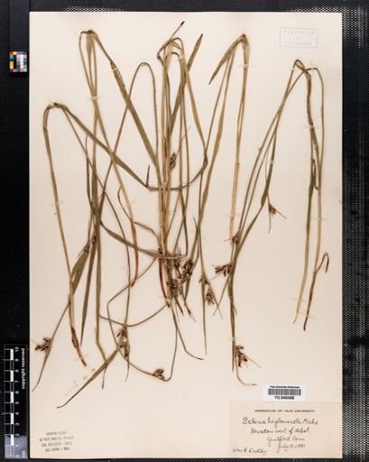 Scleria triglomerata