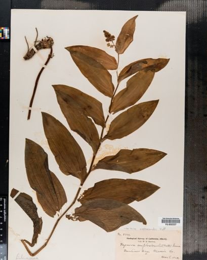 Maianthemum