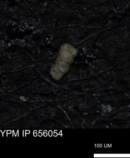 Verneuilinoides kansasensis