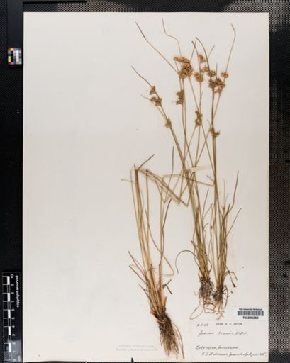 Juncus tenuis