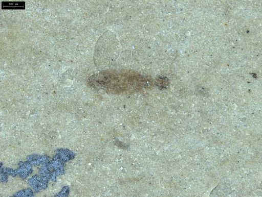 undet. Insecta