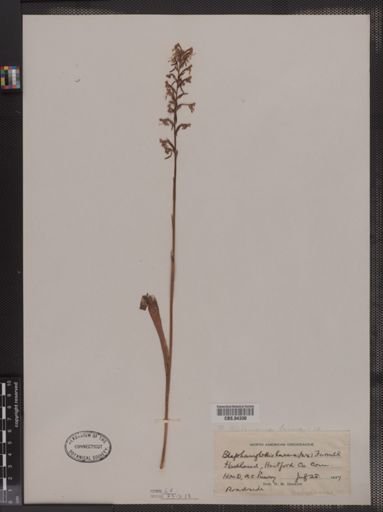 Blephariglottis lacera