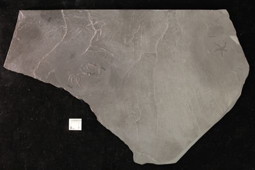 Athyris sp.