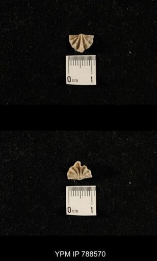 undet. Brachiopoda