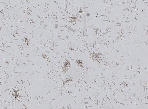 Haliclona cinerea