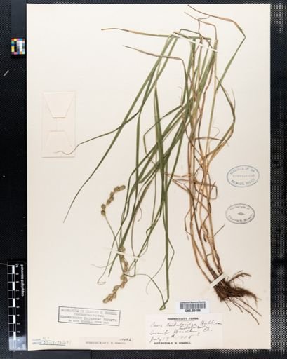Plantae