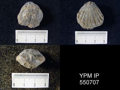 Kiangsiella sp.
