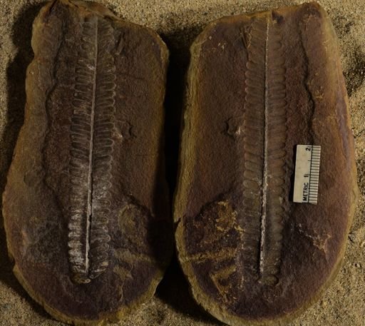 Pecopteris unitus