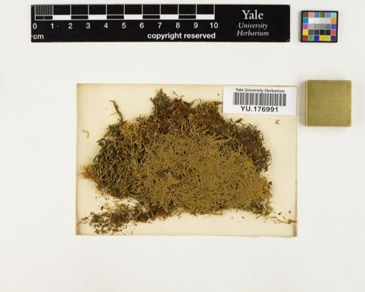 Plantae