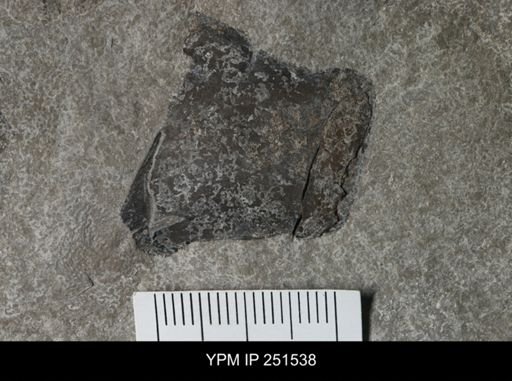 undet. Eurypterida