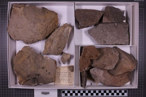 mixed taxa, stratigraphic collection
