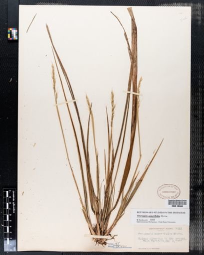 Oryzopsis asperifolia