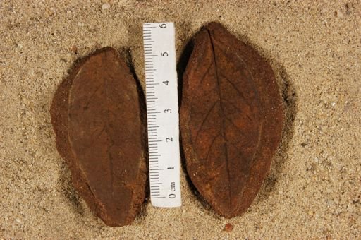 Populus kanseana
