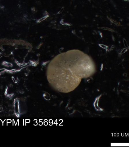undet. Foraminiferida