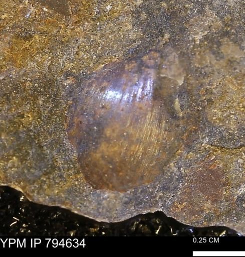 Protocardia subquadrata