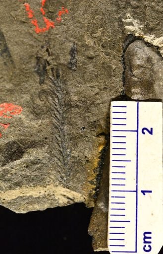 Lepidodendron