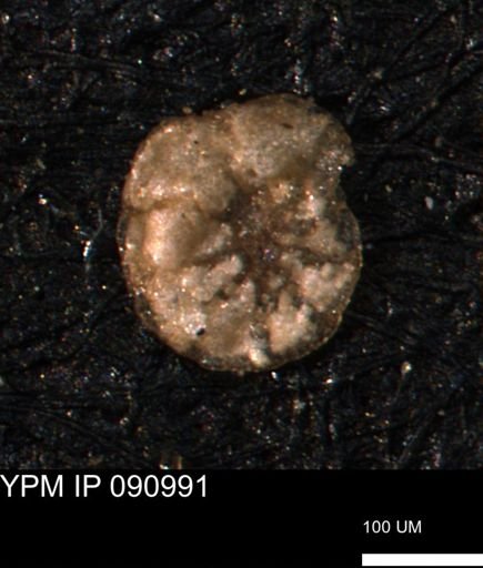 Haplophragmoides gigas