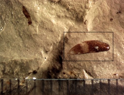 undet. Coleoptera