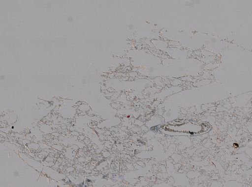 Halichondria