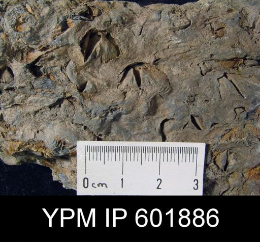 Globithyris callida