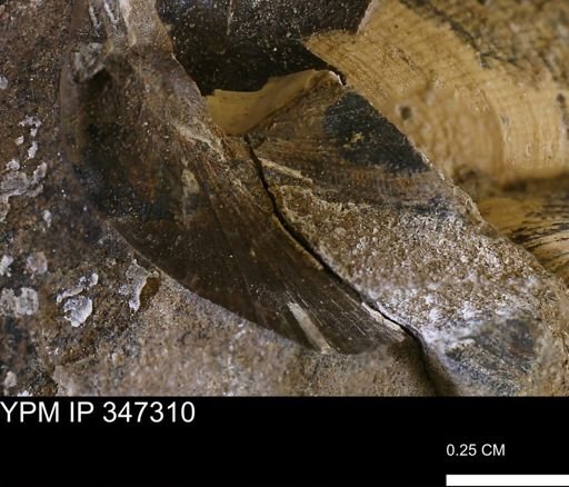 undet. Bivalvia