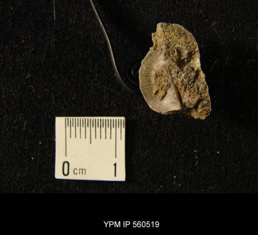 Sowerbyella sp.