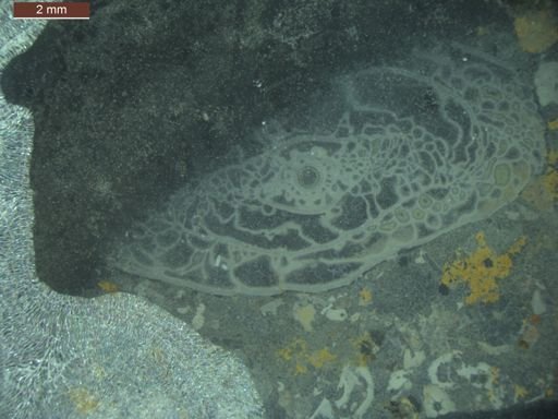 Pseudoschwagerina texana