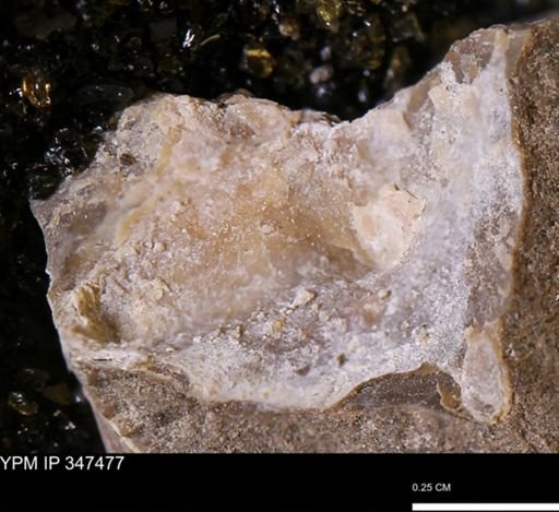 undet. Bivalvia