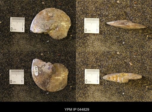 Sphenodiscus lenticularis