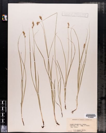 Carex normalis