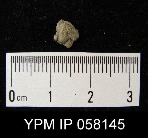 Bilobites varicus