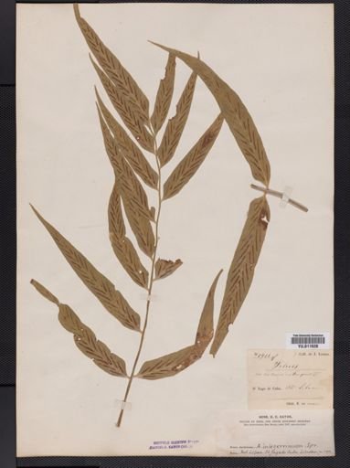 Asplenium