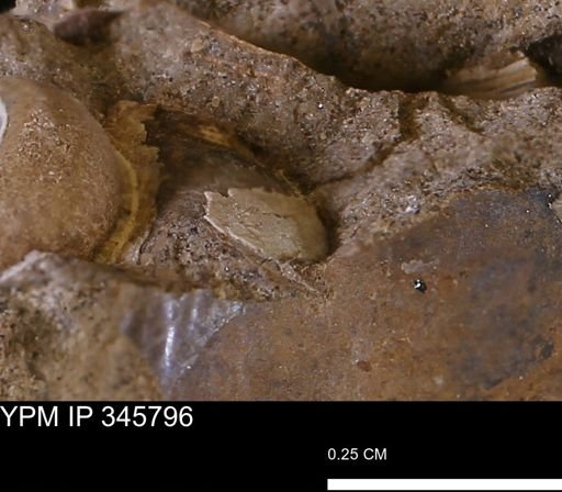 undet. Mollusca