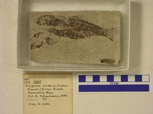Knightia eocaena