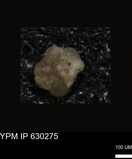 undet. Foraminiferida