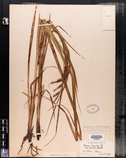 Plantae