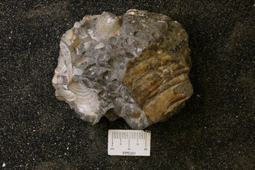 undet. Inoceramidae