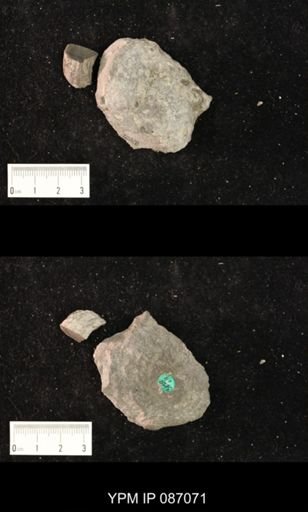Allumettoceras portensis
