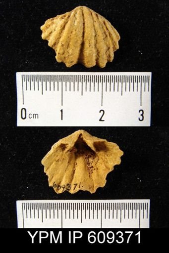Megakozlowskiella sp.
