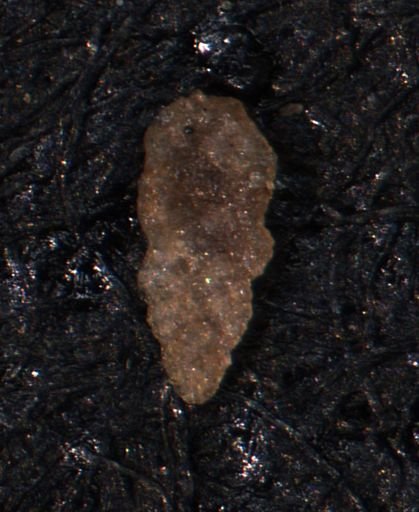 Verneuilina canadensis