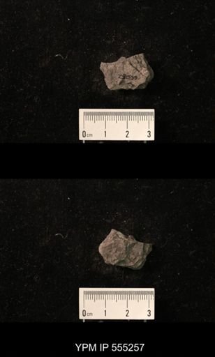 Productus cora