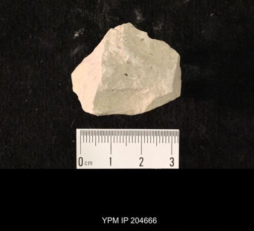 undet. Hexapoda