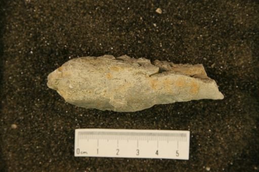 Orthoceras sp.