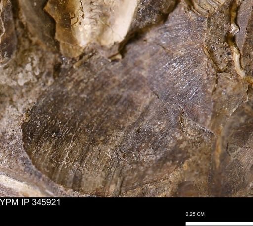 Limopsis striatopunctatus