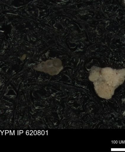 undet. Heterohelicidae