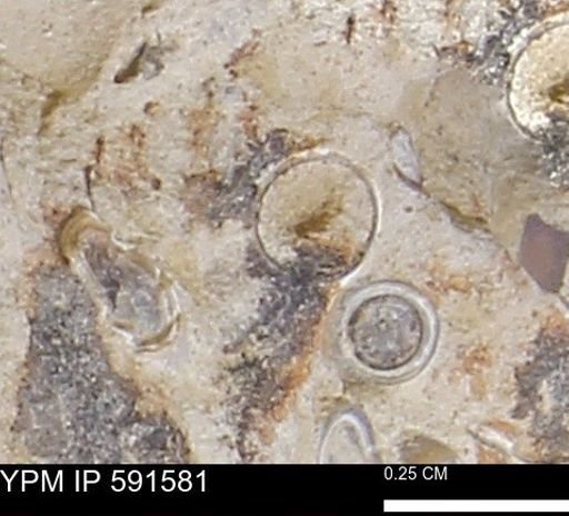 Serpulidae